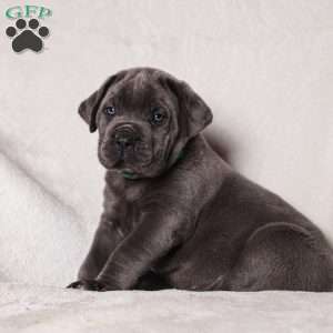 Grace, Cane Corso Puppy